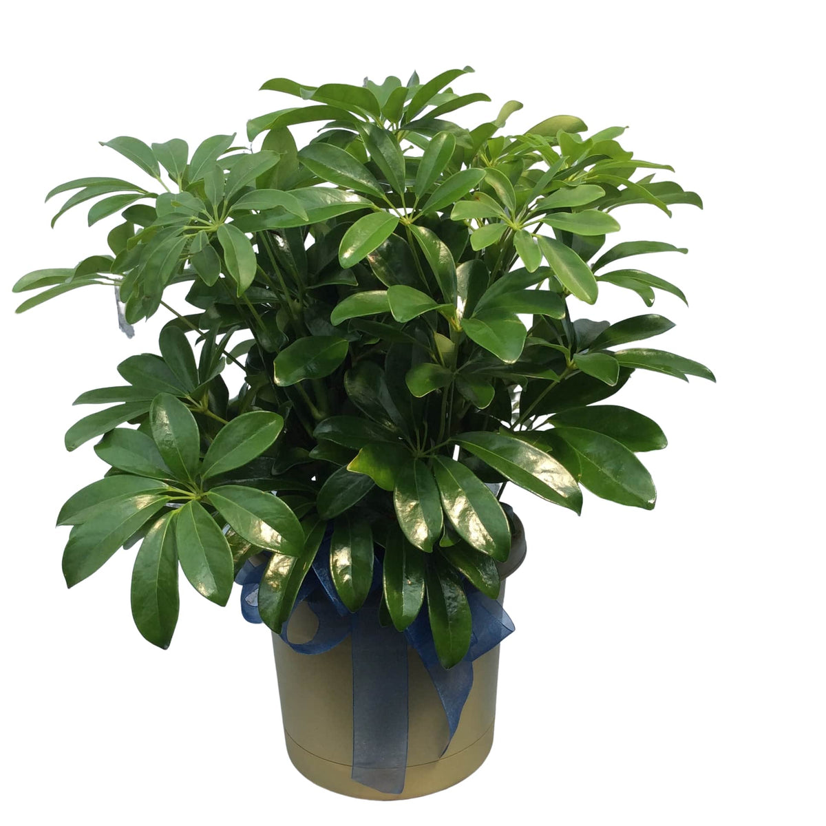 schefflera arboricola vs actinophylla Schefflera Actinophylla “Umbrella Tree” — Finecity Landscape