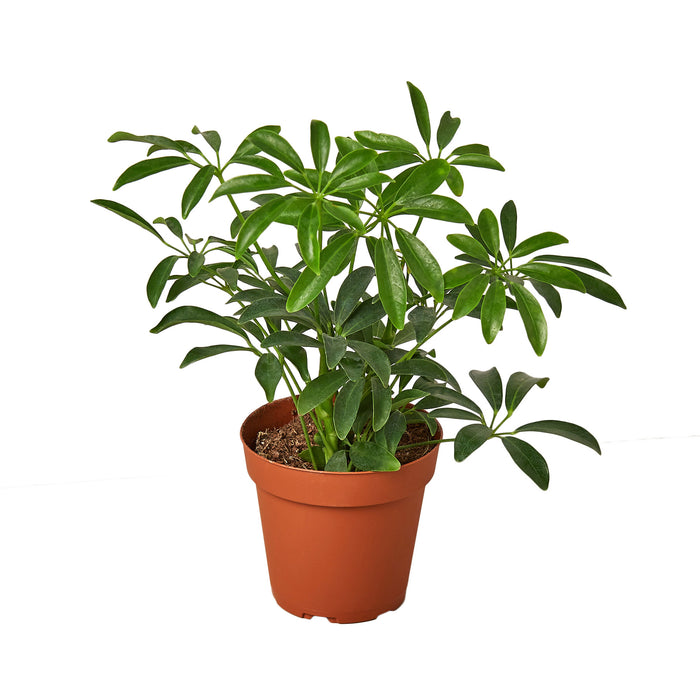 Schefflera Arboricola “Dwarf Umbrella Tree” (Gold Capella)