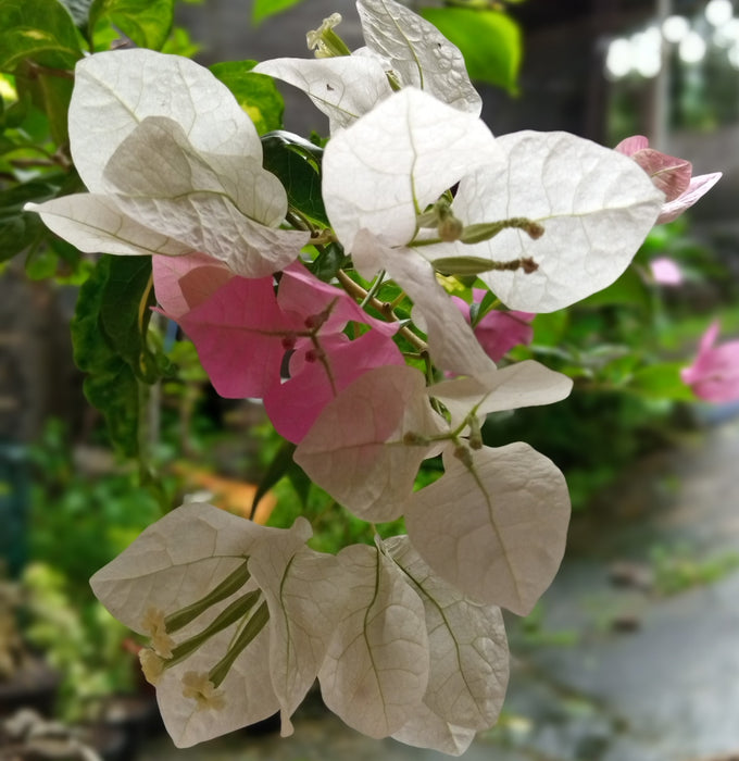 Bougainvillea “Coconut Ice”