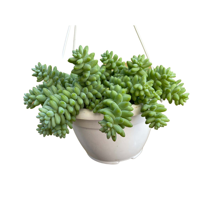 Sedum Burrito “Donkey's Tail”