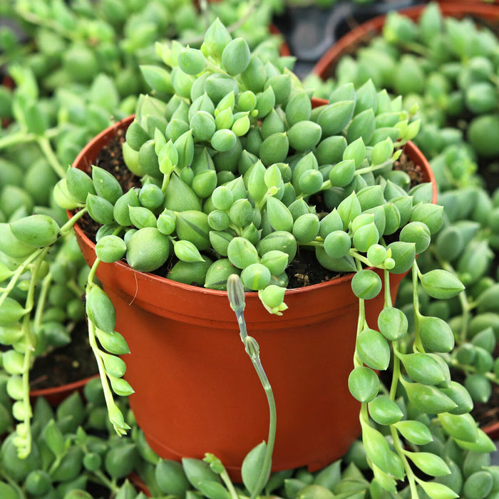 Senecio Herreianus “String of Tears”