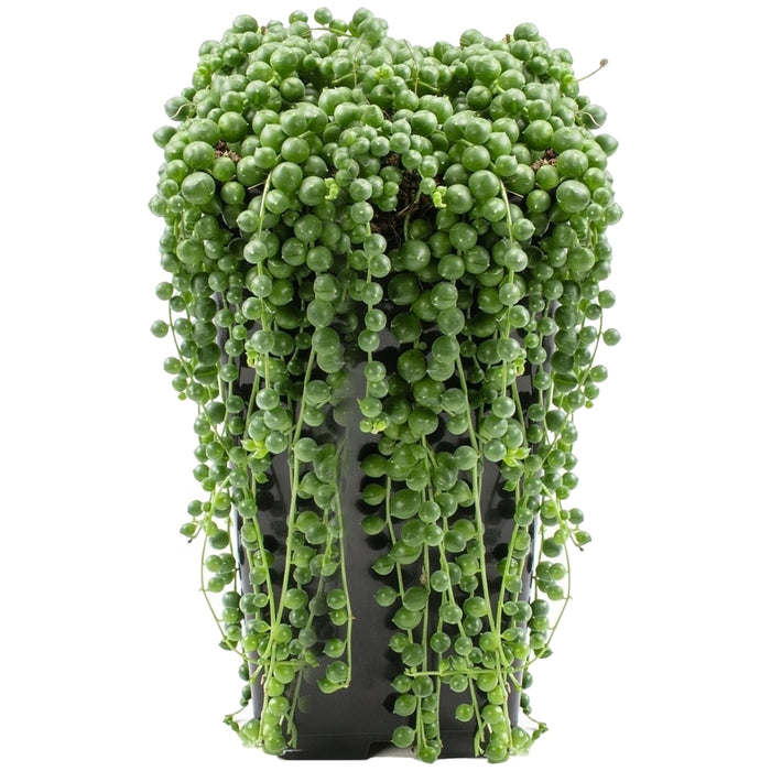 Senecio Rowleyanus “String of Pearls”