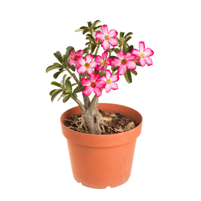 Adenium (Sabi Star/Desert Rose/Impala Lily/Kudu/Mock Azalea)