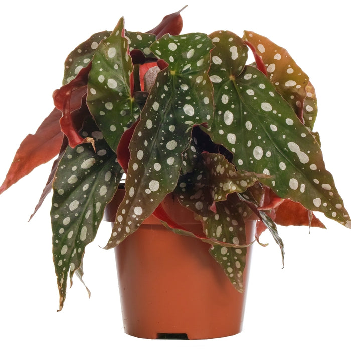 Begonia Maculata 'Wightii' 