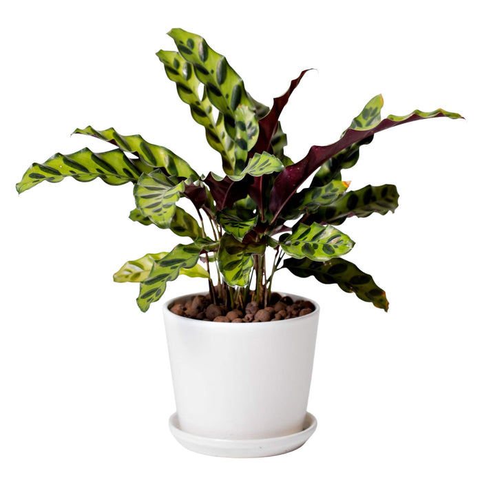 Calathea Lancifolia (Rattlesnake Plant)