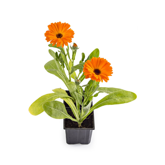 Calendula “Marigold”