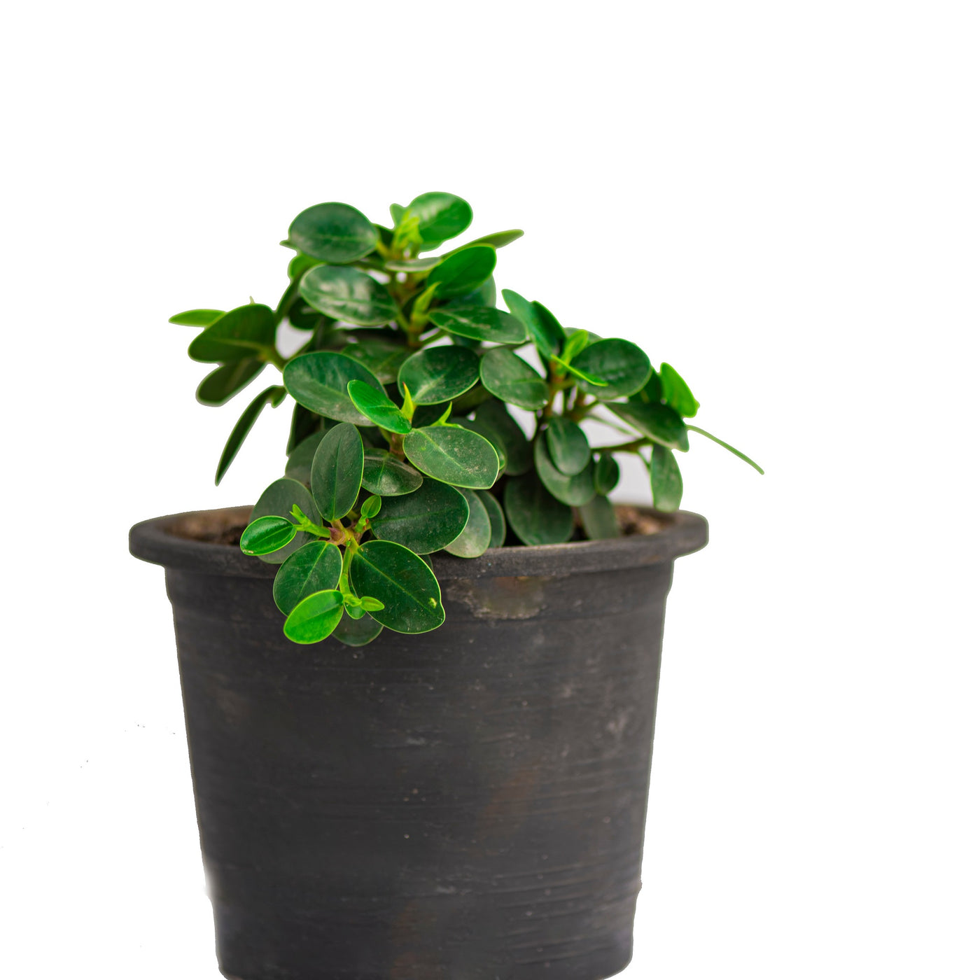 Carissa Grandiflora (Natal Plum /Carissa Green Carpet /Carissa Macroca