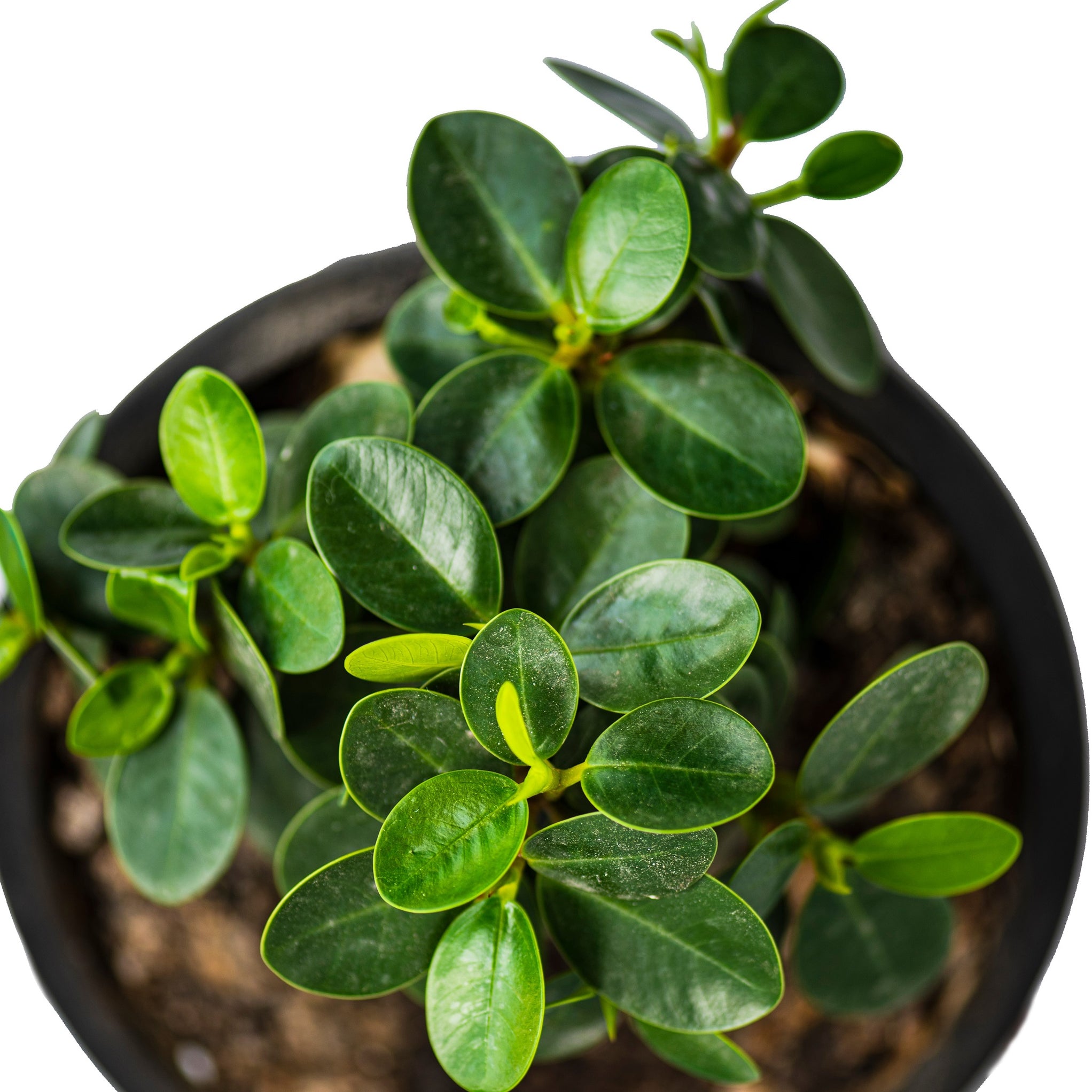 Carissa Grandiflora (Natal Plum /Carissa Green Carpet /Carissa Macroca