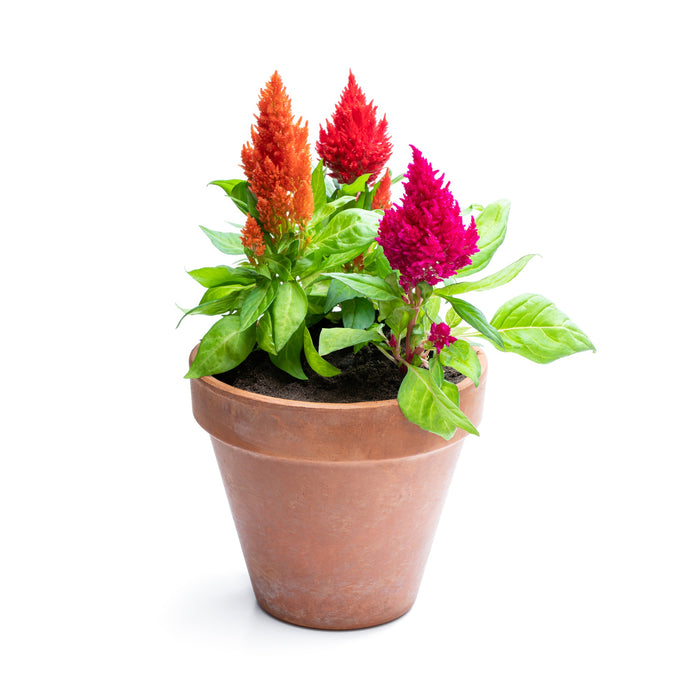 Celosia “Woolflowers”