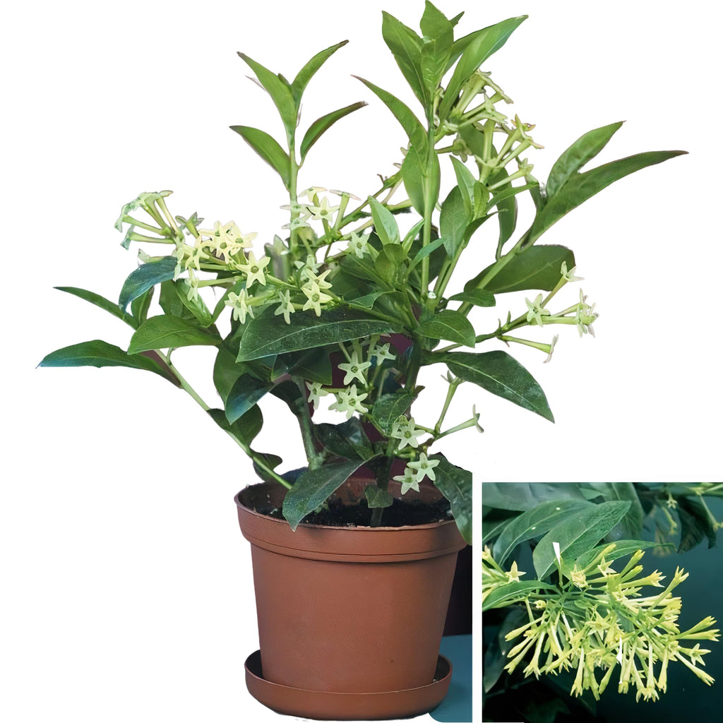 Night shop jasmine plant