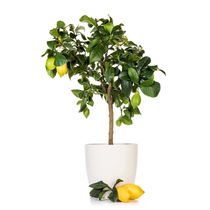 Citrus Lemon “Omani” (Lemon)
