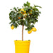 Citrus Lemon “Yellow” (Lemon)