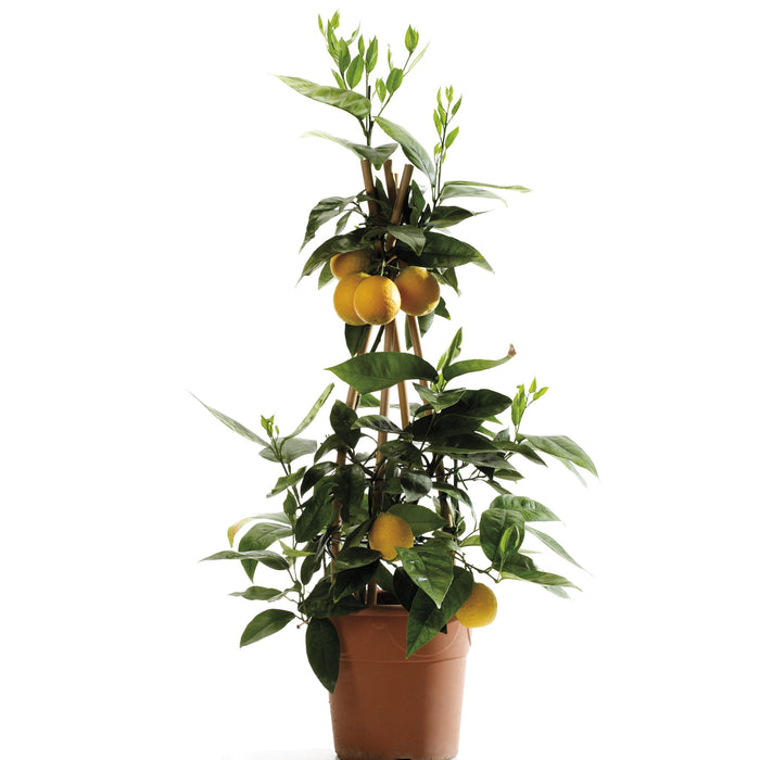 Citrus Sinensis “Orange” (Sweet Oranges/Blood Orange)