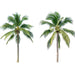 Cocos Nucifera “Coconut Tree”