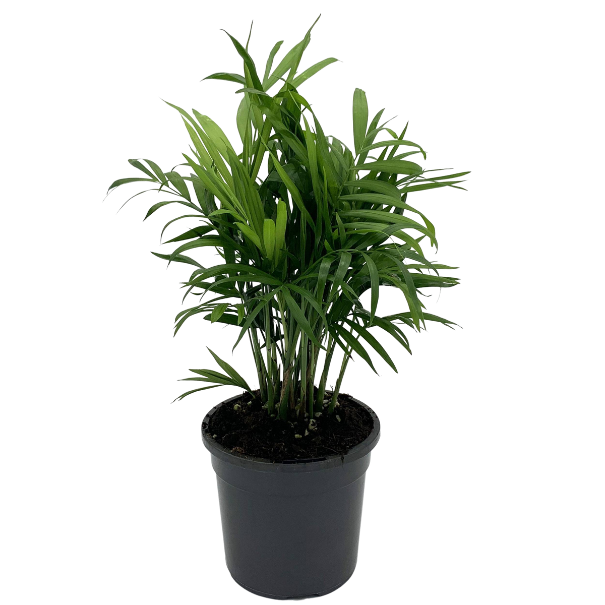 victorian palm plant Chamaedorea Elegans "Parlor Palm" — Finecity Landscape
