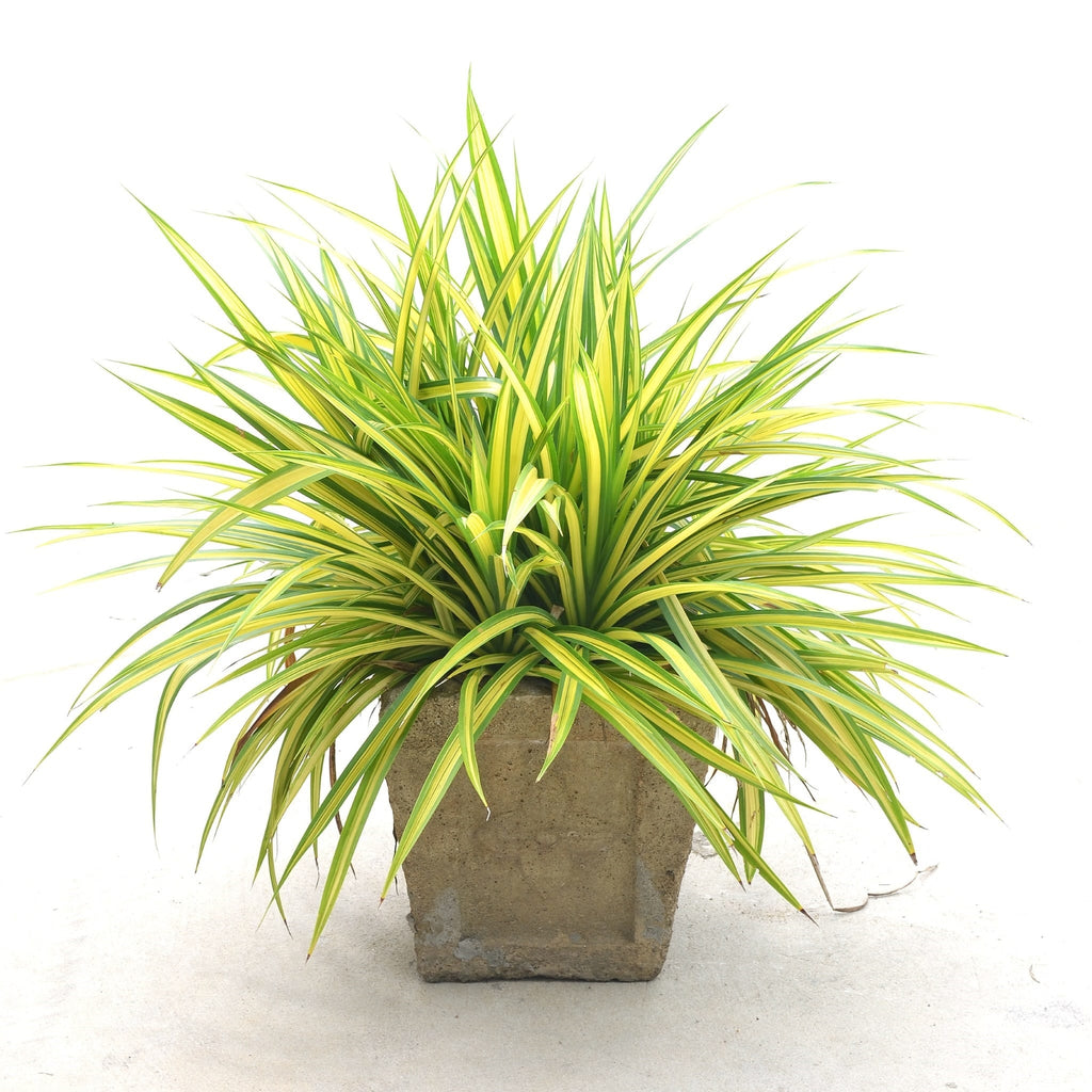 spider plant atlantic Chlorophytum Comosum Atlantic "Spider Plant" — Finecity Landscape