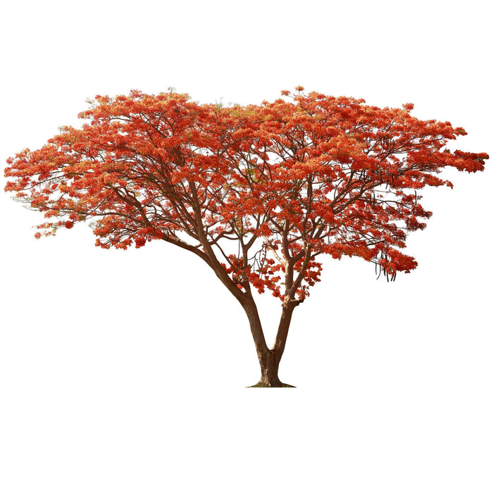 Delonix Regia (Royal Poinciana/Flamboyant/Flame Of The Forest/Flame Tree)
