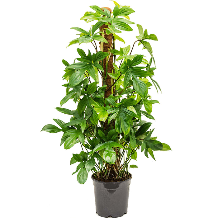 Philodendron “Pedatum” (Florida Beauty)