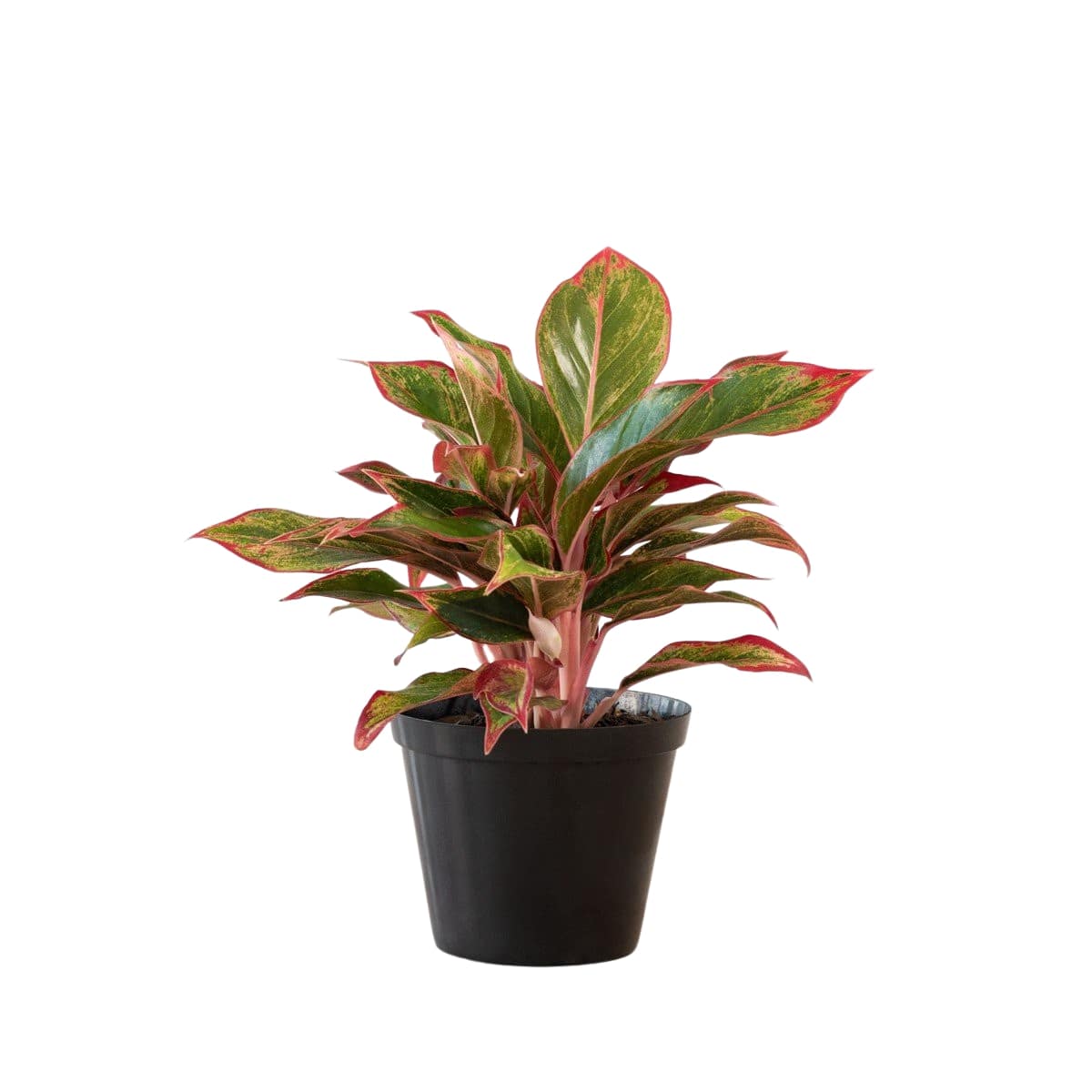 aglaonema king of siam Aglaonema 'King of Siam' — Finecity Landscape