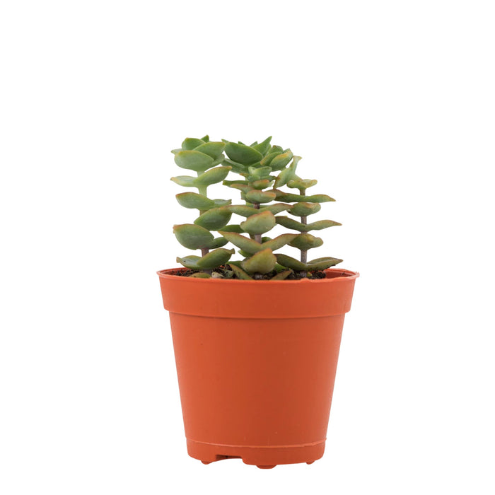 Crassula Perforata “Necklace Vine”