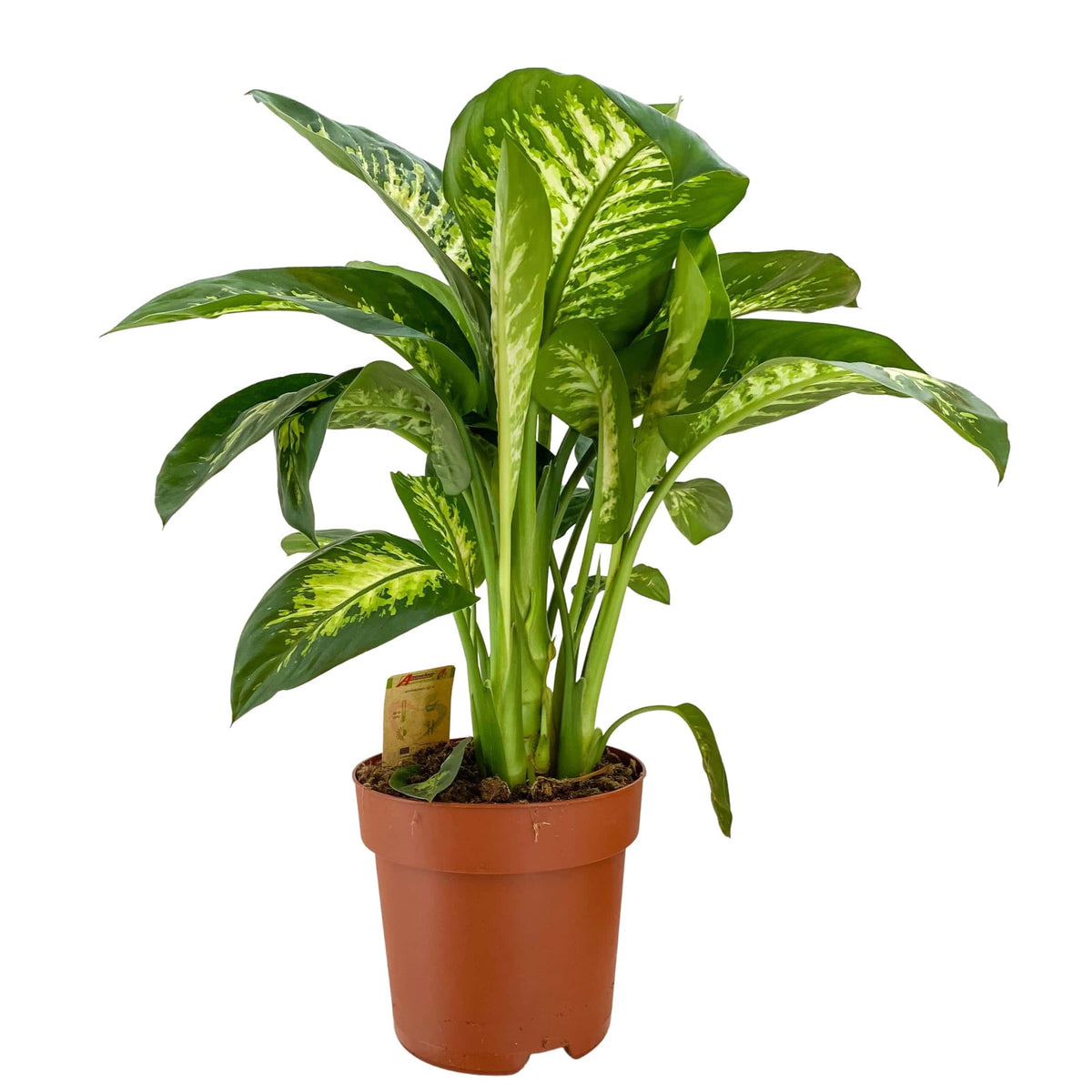 dieffenbachia bali hai Dieffenbachia Seguine Super Tropic (Dumb Cane) — Finecity Landscape