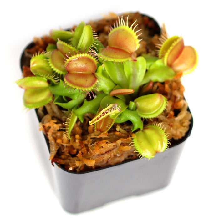 Dionaea Muscipula “Venus Flytrap”