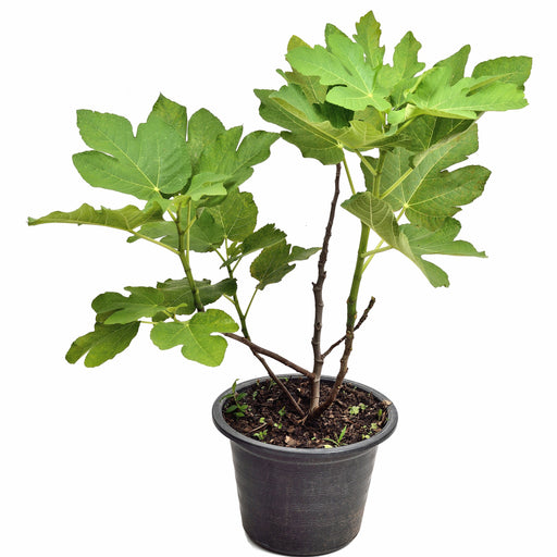 Ficus Carica “Common Fig”