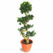 Ficus Microcarpa Bonsai S Shape with “Cement Pot” (Ficus Retusa/Ginsen Ficus/Chinese Banyan/Curtain Fig/Indian Laurel)