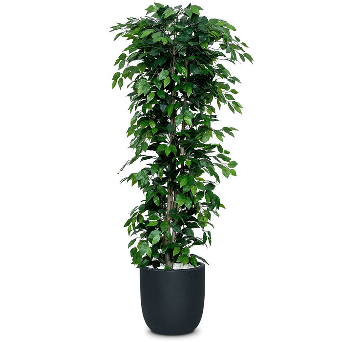 Ficus Nitida “Cone”( Curtain Fig/Gajumaru/Ficus Microcarpa/Chinese Banyan Tree)