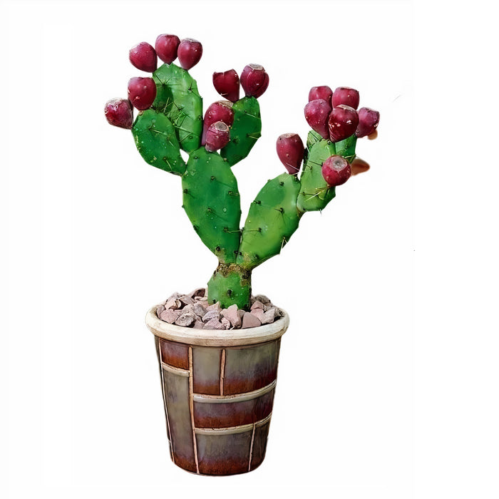 Ficus Opuntia “Cactus Prickly Pears” (Prickly Pear/Indian Fig Opuntia/Barbary Fig)