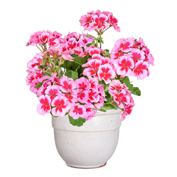 Geraniums (Pelargonium/Storksbills)