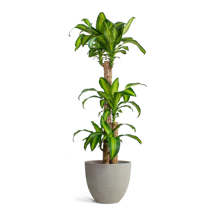 Dracaena Massangeana “Corn Plant”