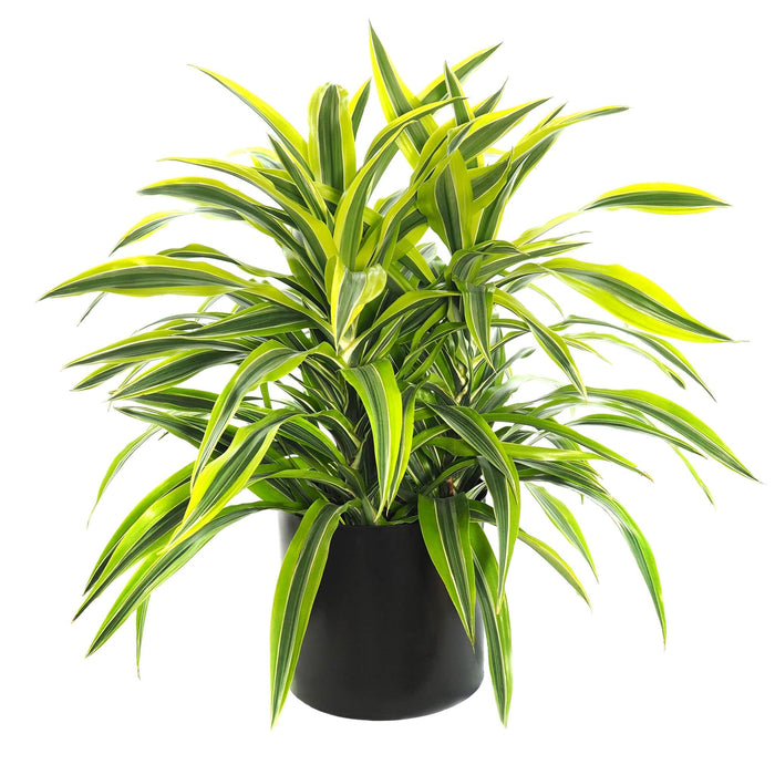 Dracaena Lemon Lime