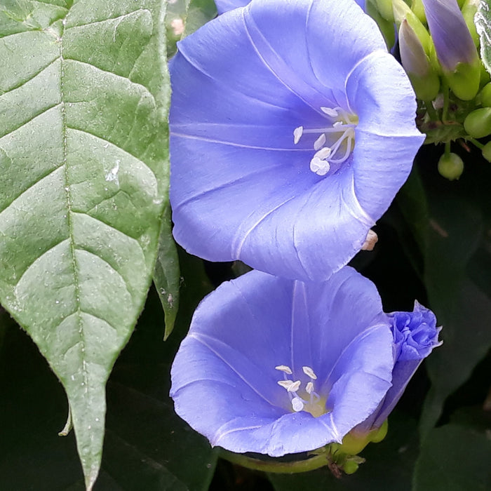 Jacquemontia Martii “Clustervine”