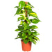 Epipremnum Aureum Mosstok “Money Plant”