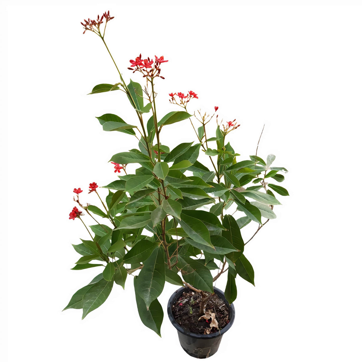 jatropha integerrima plant Jatropha Integerrima (Peregrina/Jatropha) — Finecity Landscape