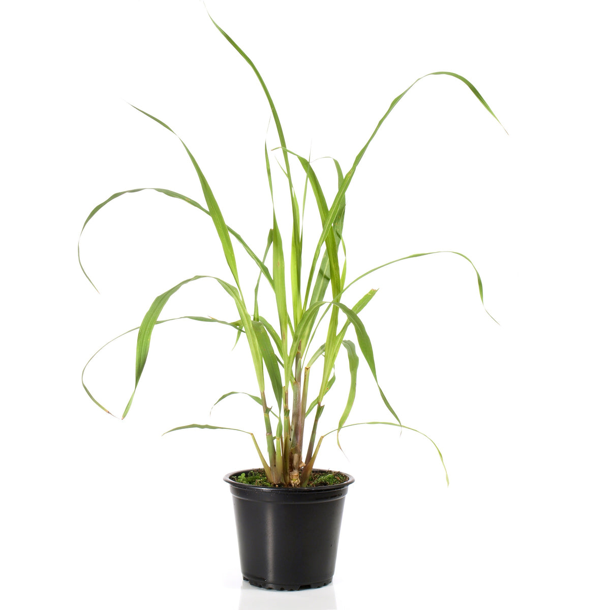 Lemongrass plant in deals pot