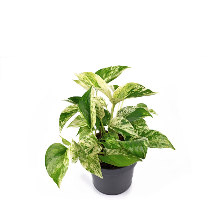 Epipremnum Pinnatum 'Marble Queen' (Money Plant)