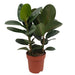 Ficus Elastica 'Robusta' (Rubber Plant)