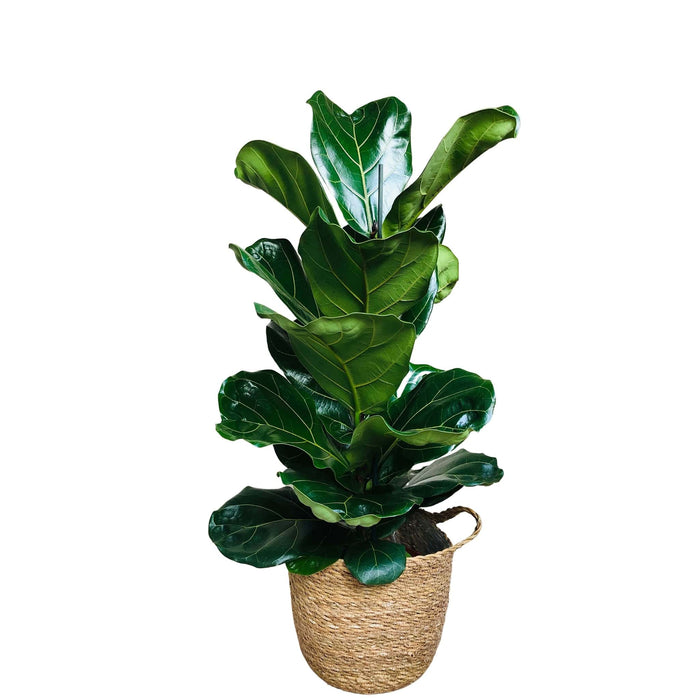 Ficus Lyrata 'Fiddle-Leaf Fig'