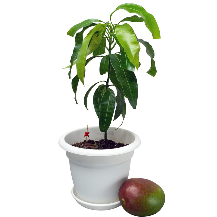 Mangifera Indica - Veitnam “Mango”
