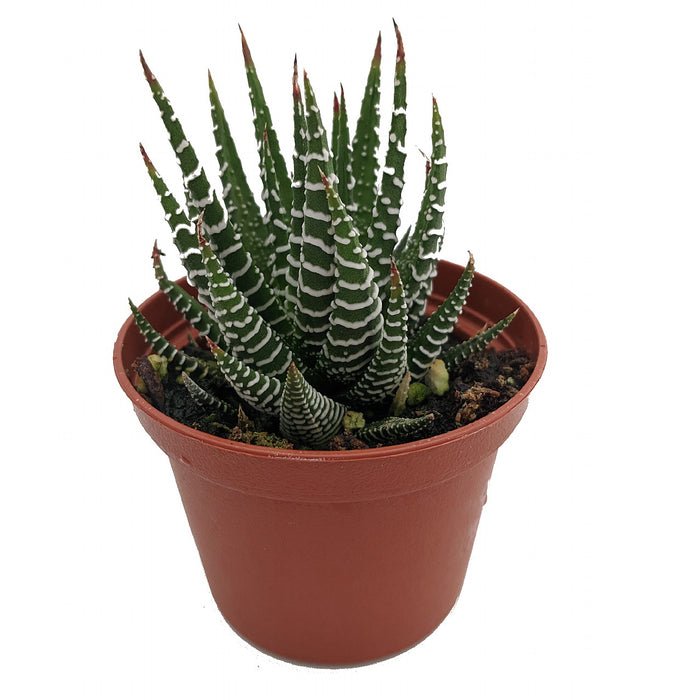 Haworthia “Zebra Cactus” (Pearl Plant)