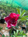 Adenium “ Grafted” (Sabi Star/Desert Rose/Impala Lily/Kudu/Mock Azalea)