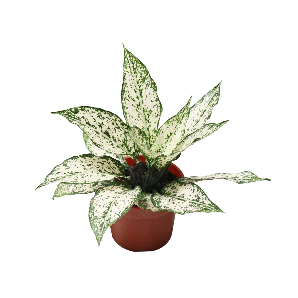 aglaonema spring snow flower Aglaonema 'Spring Snow' — Finecity Landscape