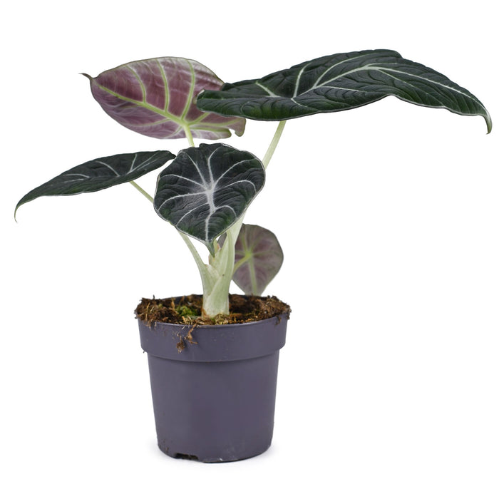 Alocasia 'Black Velvet' (Dwarf Alocasia)