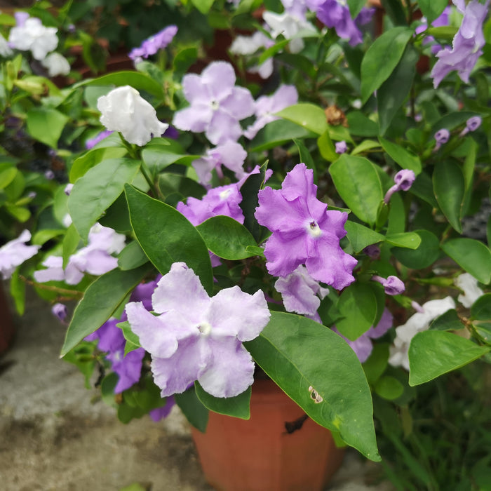 Brunfelsia Latifolia “Brunfelsia Grandiflora” (Kiss Me Quick/Yesterday-Today-Tomorrow)