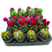 Cactus Mini Decorated