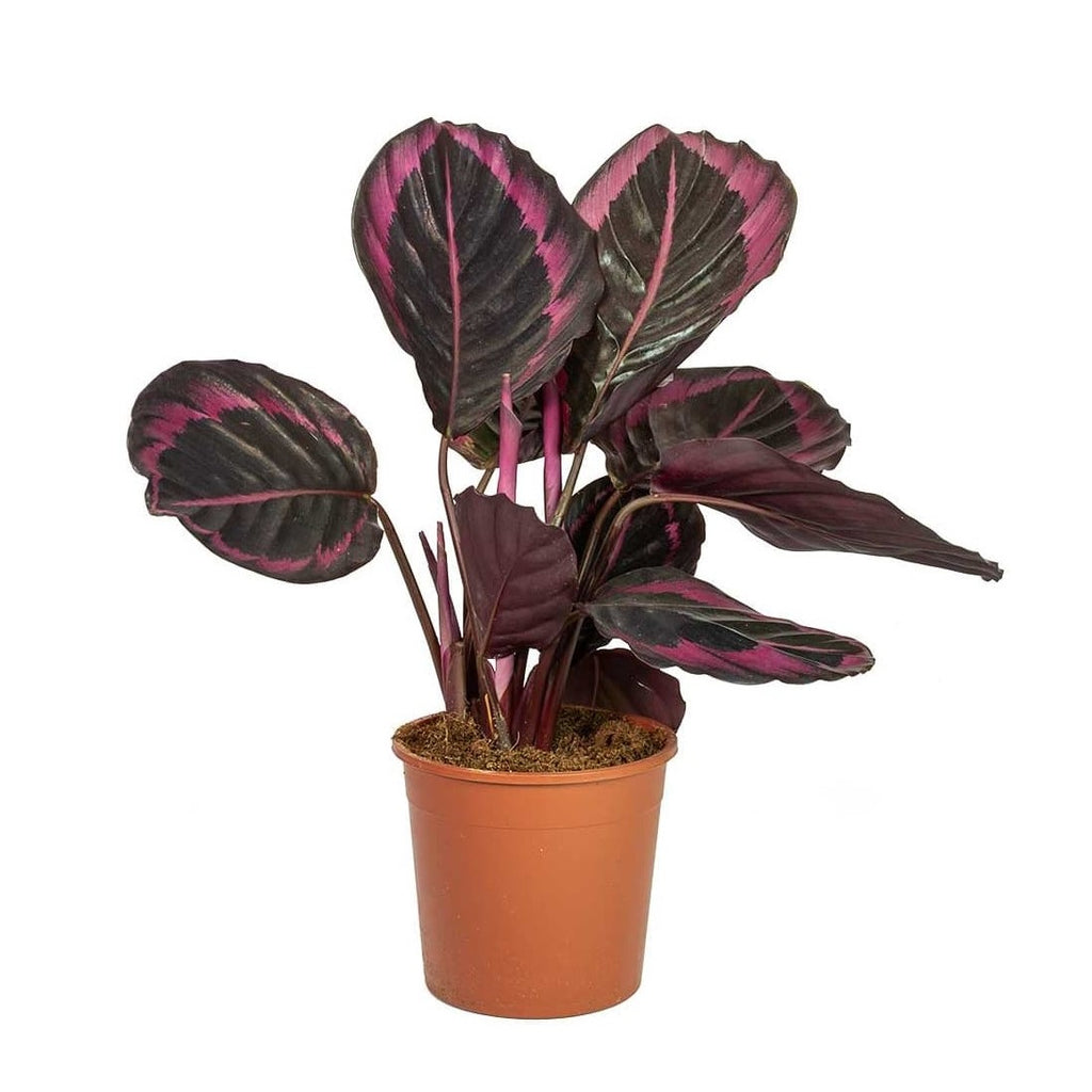 Calathea Rosea-Picta 'Dottie' (Black Rose Calathea) — Finecity Landscape