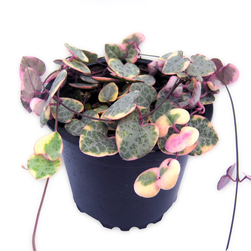 Ceropegia Woodii Variegated 