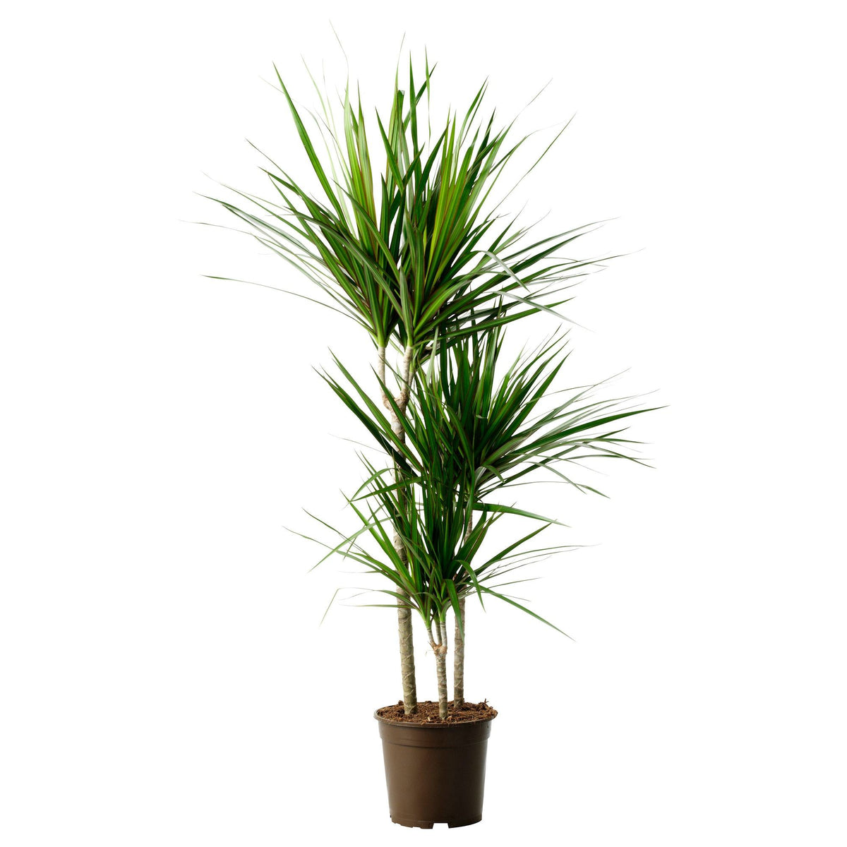 dracaena marginata outside Dracaena Marginata 